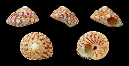 Gibbula rarilineata